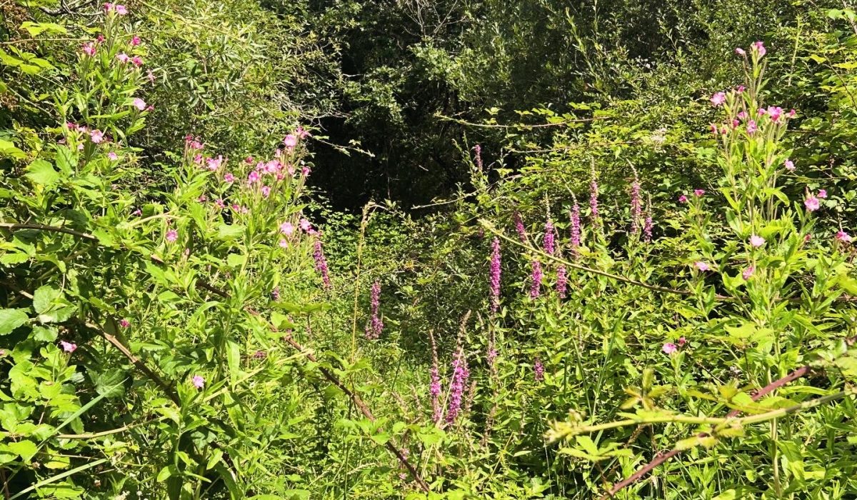 La nature source d'inspiration