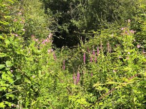 La nature source d'inspiration